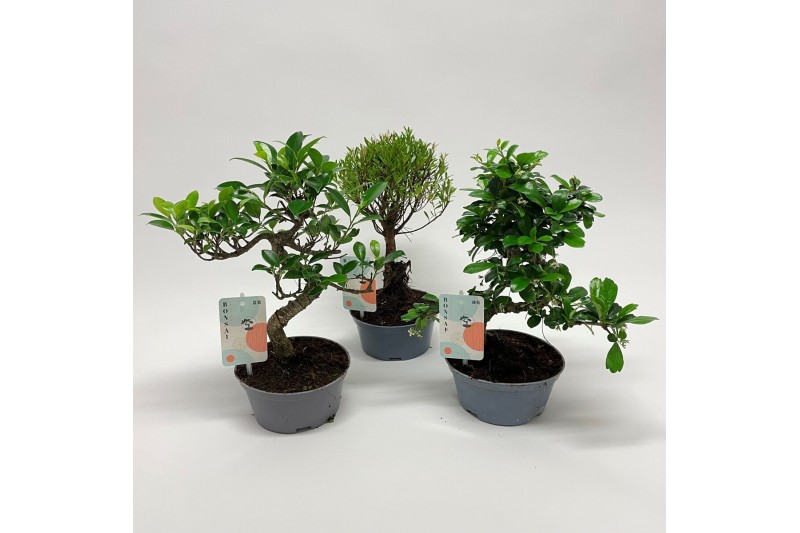 Bonsai mix in teeltpot 