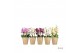 Phalaenopsis multiflora mix Duetto Multi Mix - 4 tak, 60+ bloem 