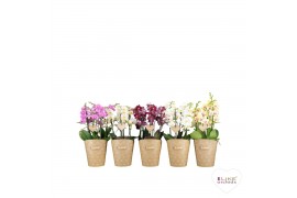 Phalaenopsis multiflora mix Duetto Multi Mix - 4 tak, 60+ bloem