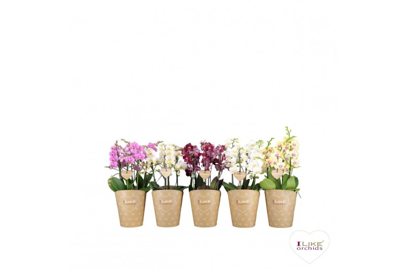 Phalaenopsis multiflora mix Duetto Multi Mix - 4 tak, 60+ bloem 