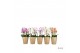 Phalaenopsis multiflora mix Duetto Multi Mix - 4 tak, 60+ bloem 