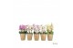 Phalaenopsis multiflora mix Duetto Multi Mix - 4 tak, 60+ bloem 