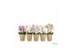Phalaenopsis multiflora mix Duetto Multi Mix - 4 tak, 60+ bloem 