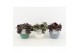 Tradescantia mix in expression keramiek 