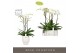 Phalaenopsis wit Fortuno Largo - 3 tak, 18+ bloem - Abruzzo White Aquo 