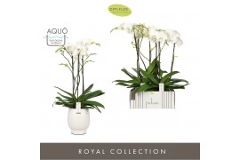 Phalaenopsis wit Fortuno Largo - 3 tak, 18+ bloem - Abruzzo White Aquo