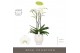Phalaenopsis wit Fortuno Largo - 3 tak, 18+ bloem - Abruzzo White Aquo 