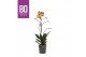 Phalaenopsis multiflora anthura las vegas BO - Colours Las Vegas - 1 t 