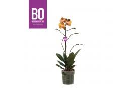 Phalaenopsis multiflora anthura las vegas BO - Colours Las Vegas - 1 t