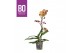 Phalaenopsis multiflora anthura monaco BO - Colours Monaco - 1 tak, 12 