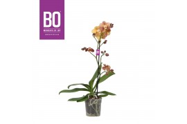 Phalaenopsis multiflora anthura monaco BO - Colours Monaco - 1 tak, 12