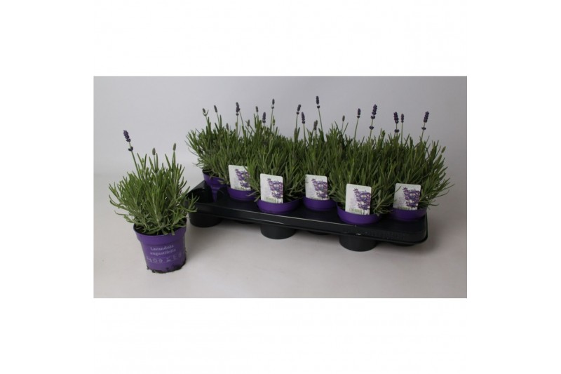 Lavandula hidcote angustifolia 