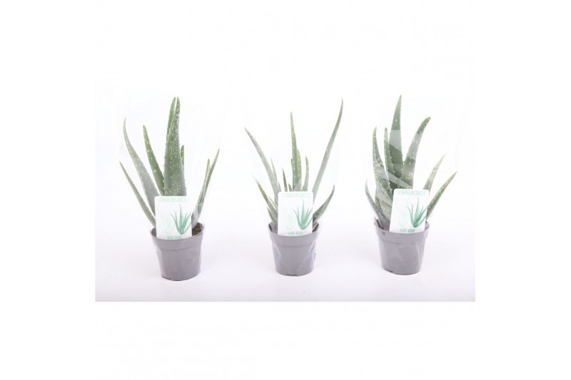 Aloe vera 