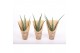 Aloe vera Natural Wellness 
