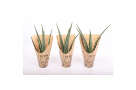 Aloe vera Natural Wellness