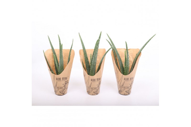 Aloe vera Natural Wellness 