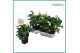 Helleborus niger christmas carol xl 