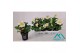 Helleborus niger christmas carol large 