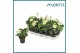 Helleborus niger christmas carol large 