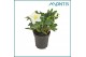 Helleborus niger christmas carol large 