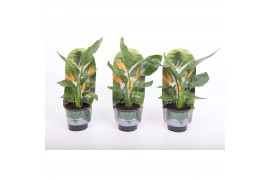 Strelitzia reginae