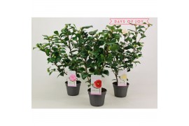 Camelia mix 3 kleuren