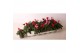 Cyclamen pers. super serie verano Cyclamen Verano mix 9 cm 13 cm diame 