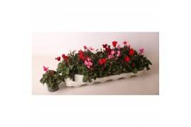 Cyclamen pers. super serie verano Cyclamen Verano mix 9 cm 13 cm diame