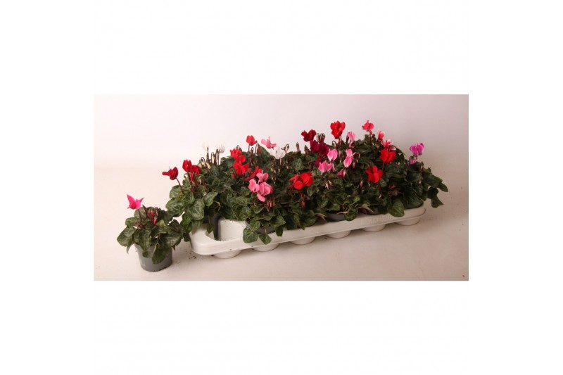 Cyclamen pers. super serie verano Cyclamen Verano mix 9 cm 13 cm diame 