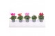 Cyclamen pers. super serie verano Cyclamen Verano mix 9 cm 13 cm diame 