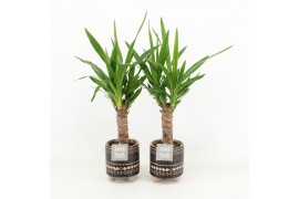 Yucca in maya pot