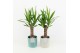 Yucca in tess keramiek 