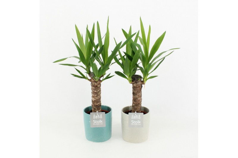 Yucca in tess keramiek 