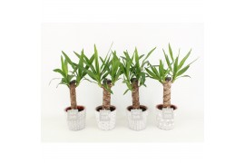 Yucca in star pot
