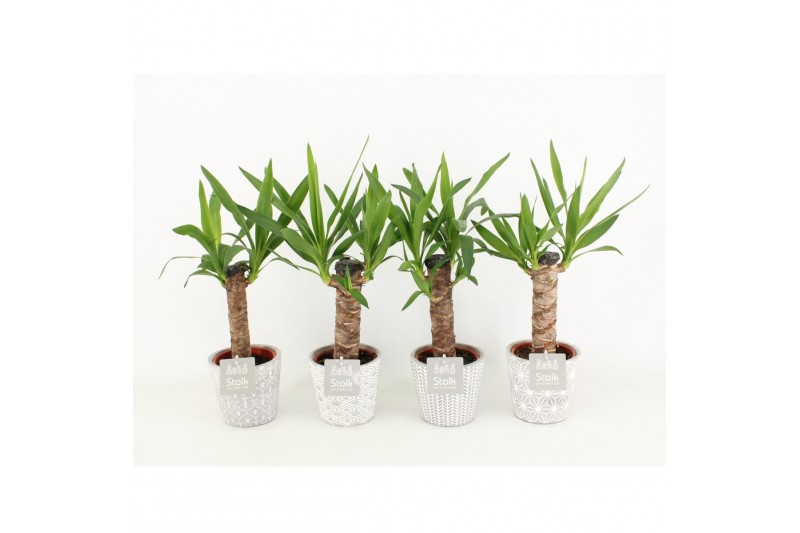 Yucca in star pot 