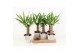 Yucca in star pot 