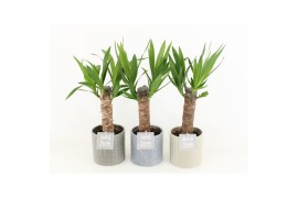 Yucca in gaia pot