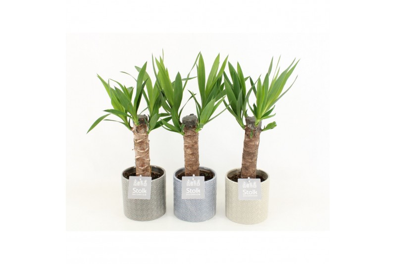 Yucca in gaia pot 