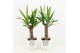 Yucca in liv keramiek 