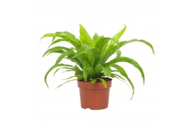 Asplenium antiquum