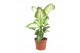 Dieffenbachia camilla 