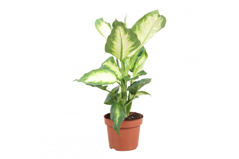 Dieffenbachia camilla 