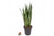 Sansevieria zeylanica 