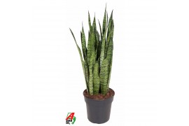 Sansevieria zeylanica