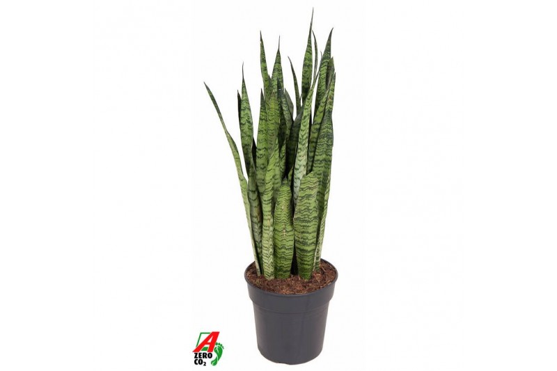 Sansevieria zeylanica 
