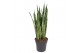 Sansevieria zeylanica 