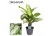 Aglaonema silver bay Decorum 