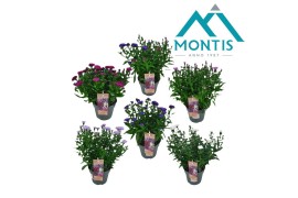 Aster novi-belgii grp showmakers mix 3-5 Kleuren Mixtray