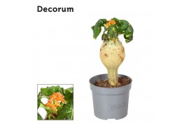 Jatropha podagrica Decorum