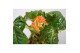 Jatropha podagrica Decorum 
